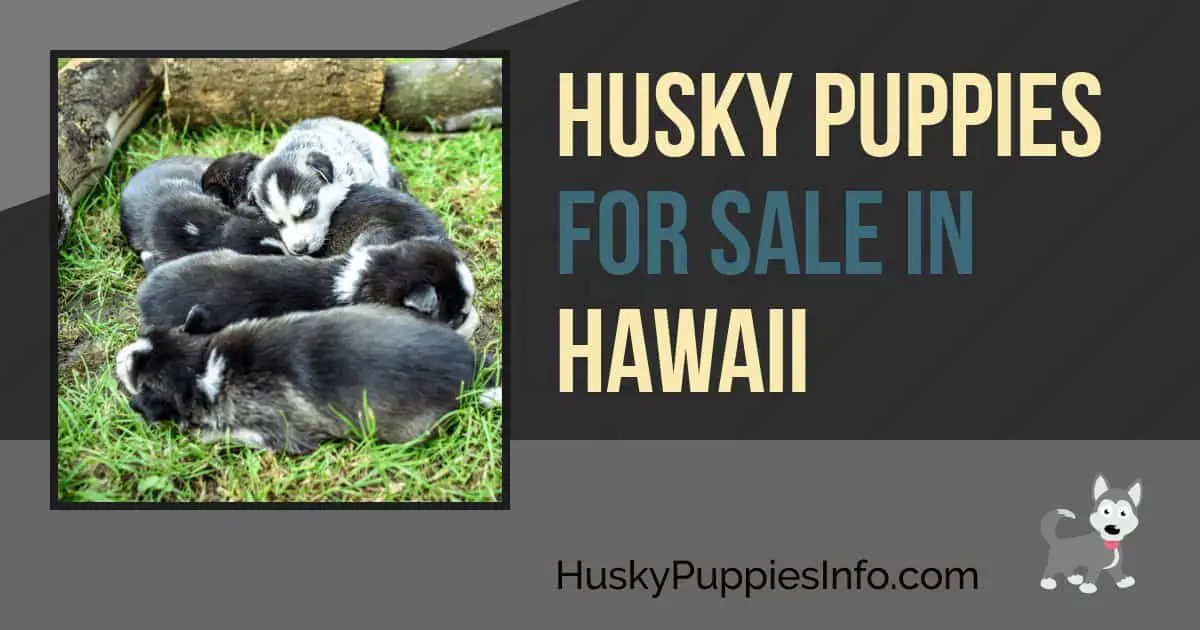 Husky Puppies For Sale in Hawaii