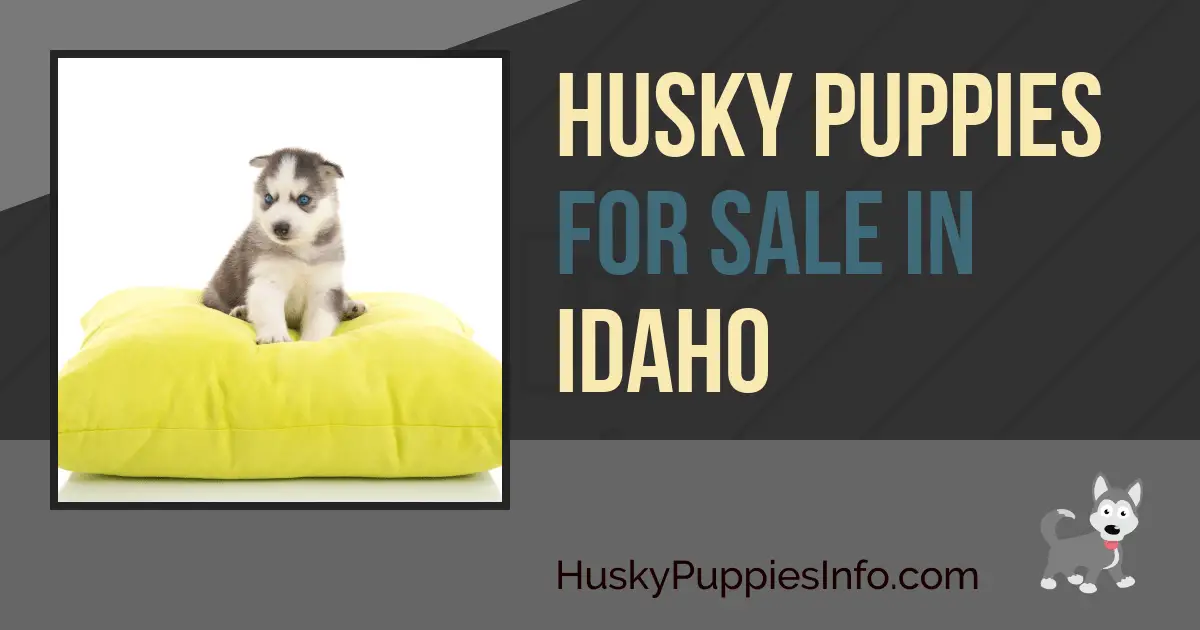 Siberian Husky Puppies For Sale in Idaho