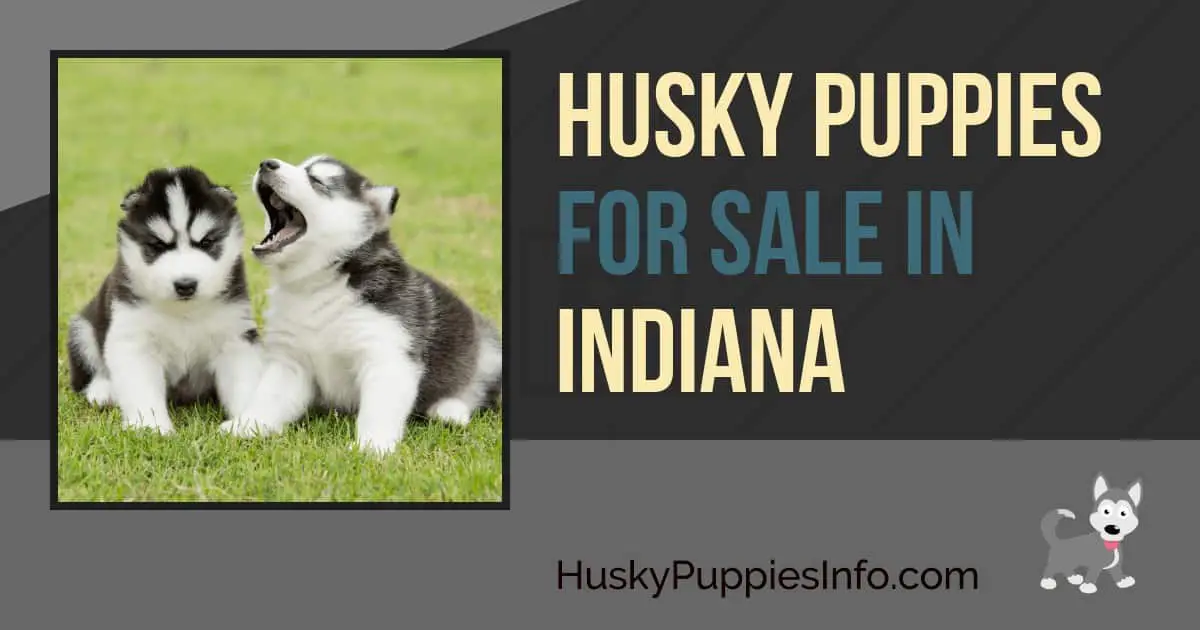 Husky Puppies For Sale in Indiana
