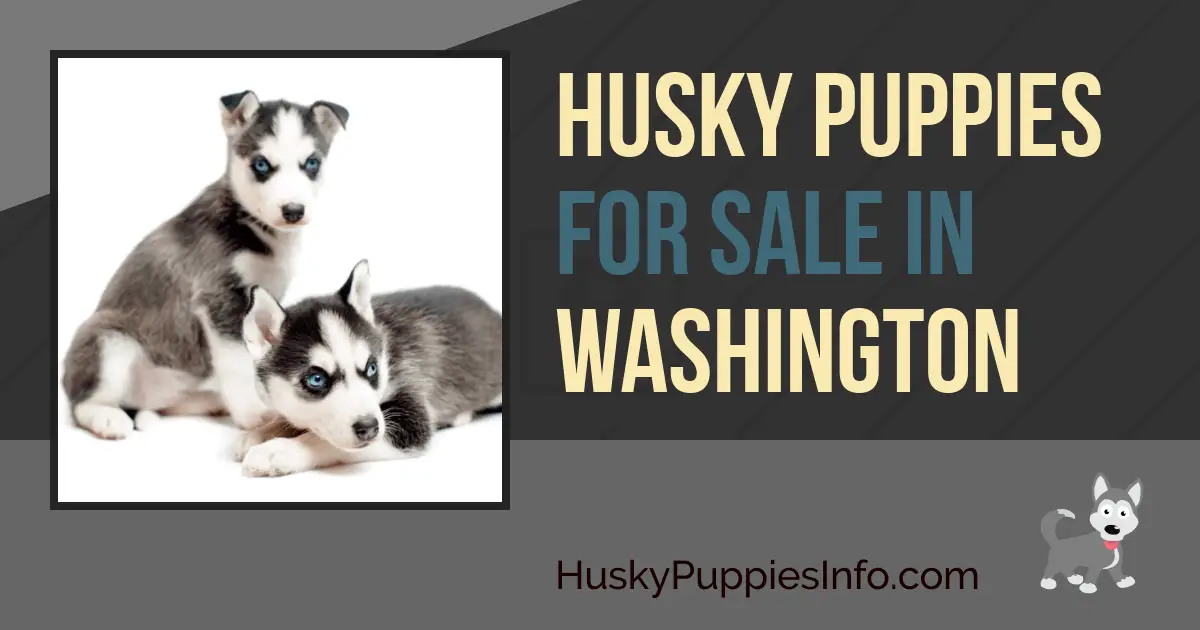 Husky Puppies For Sale in Washington