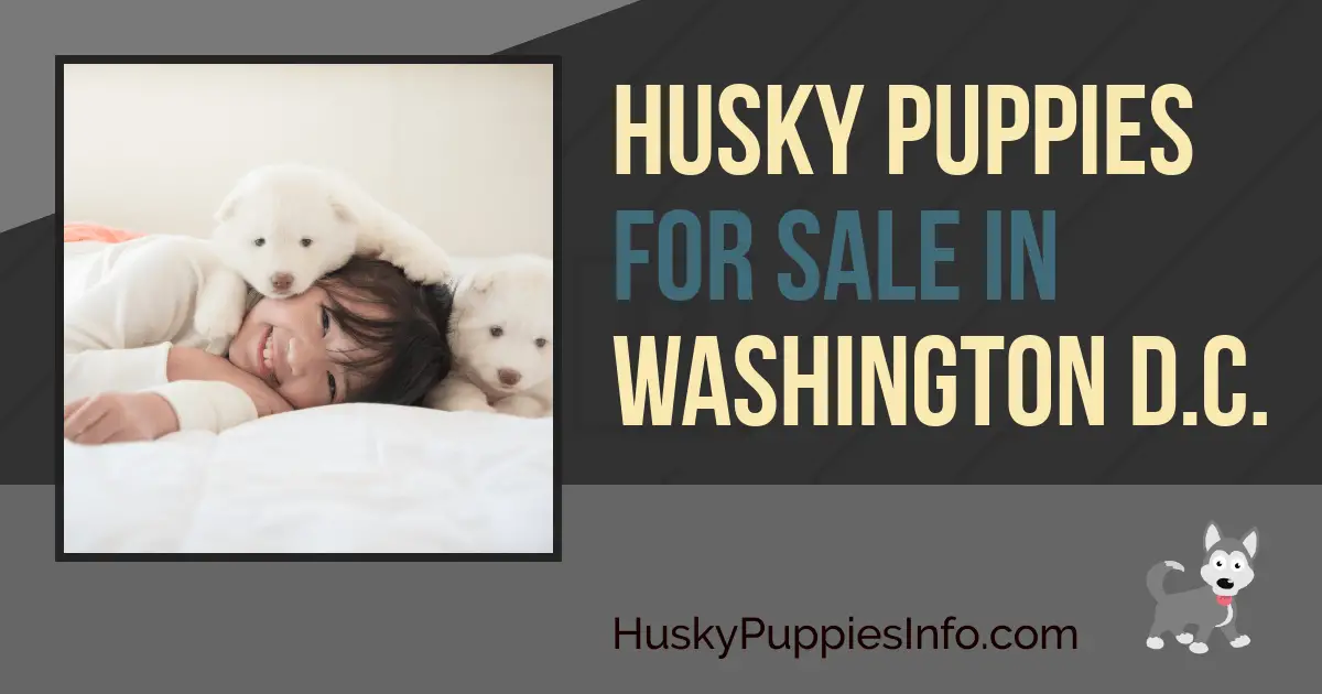 Husky Puppies For Sale in the District Of Columbia