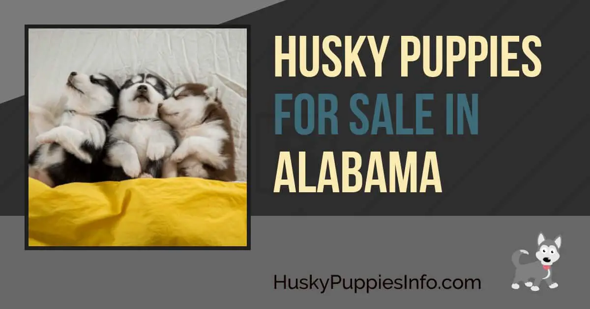 Husky Puppies for Sale in Alabama