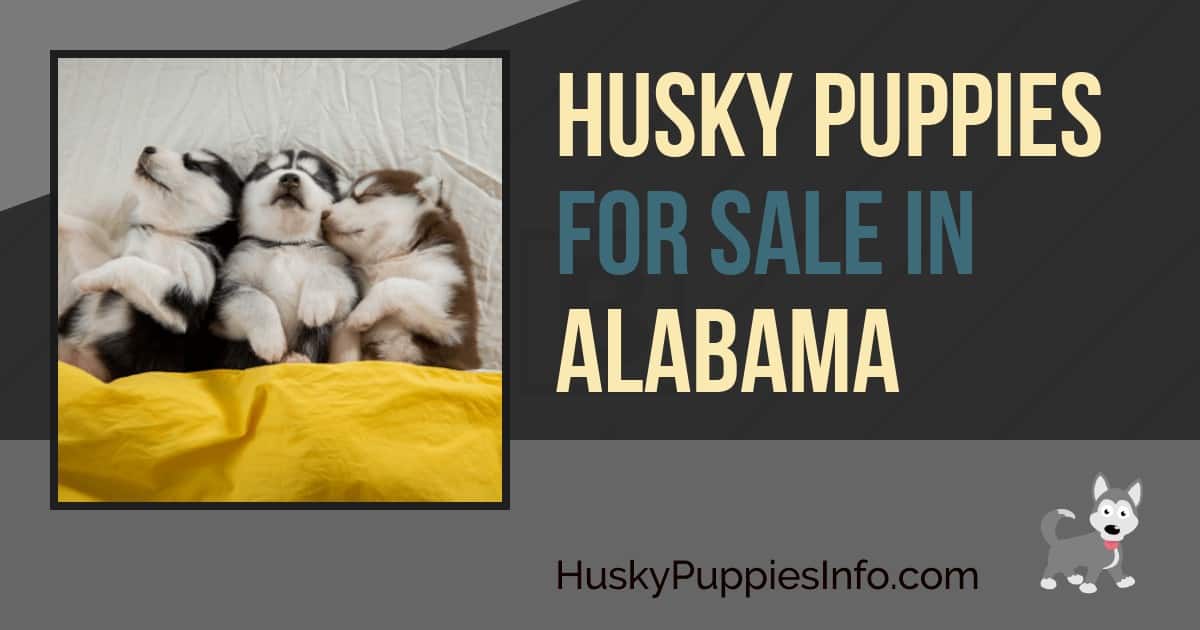 Husky Puppies for Sale in Alabama