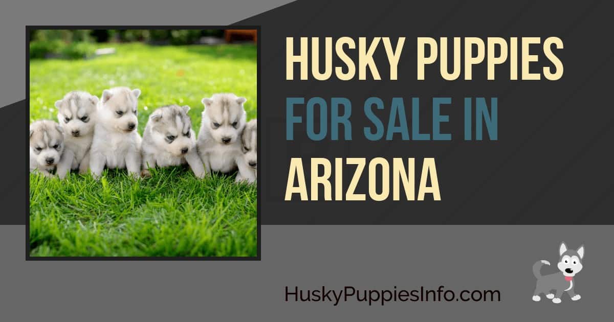 Siberian Husky Puppies For Sale In Arizona