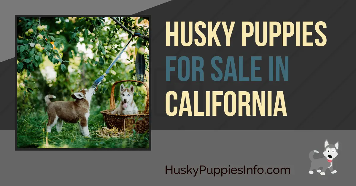 Siberian Husky Puppies For Sale In California