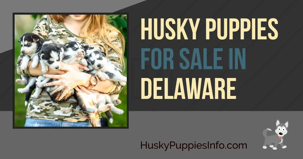 Siberian Husky Puppies For Sale In Delaware