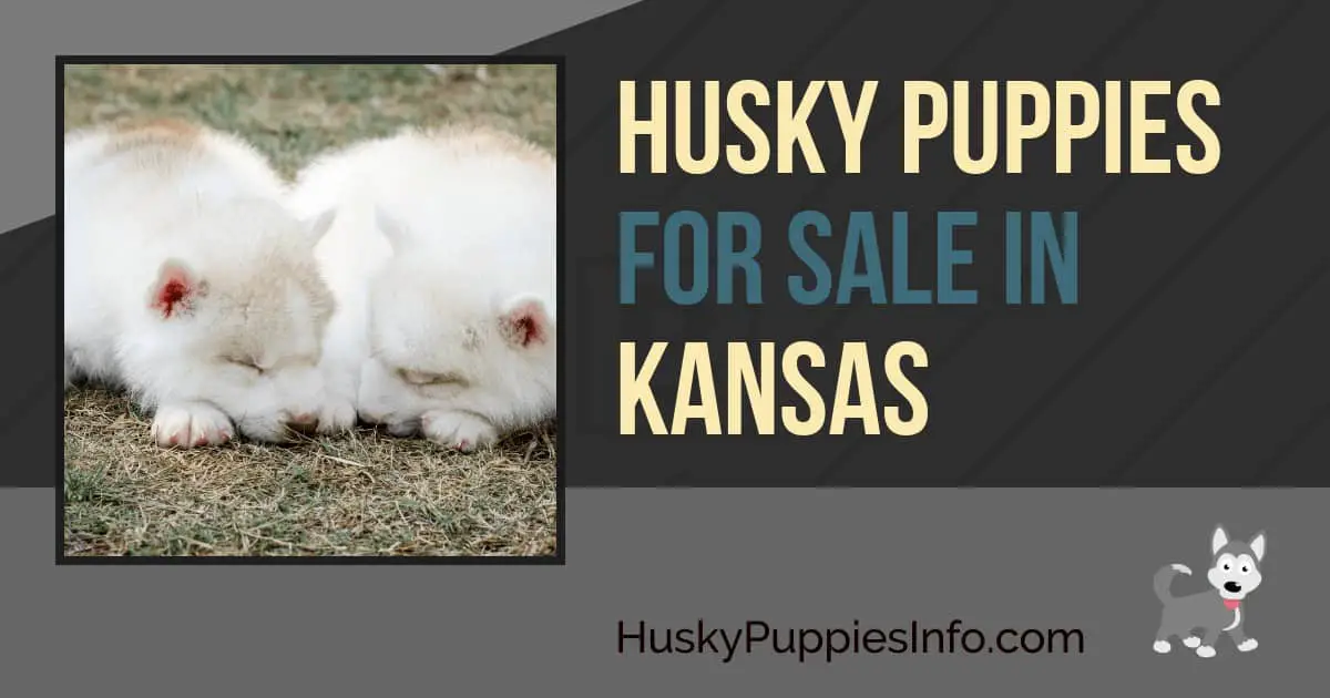 Siberian Husky Puppies For Sale In Kansas