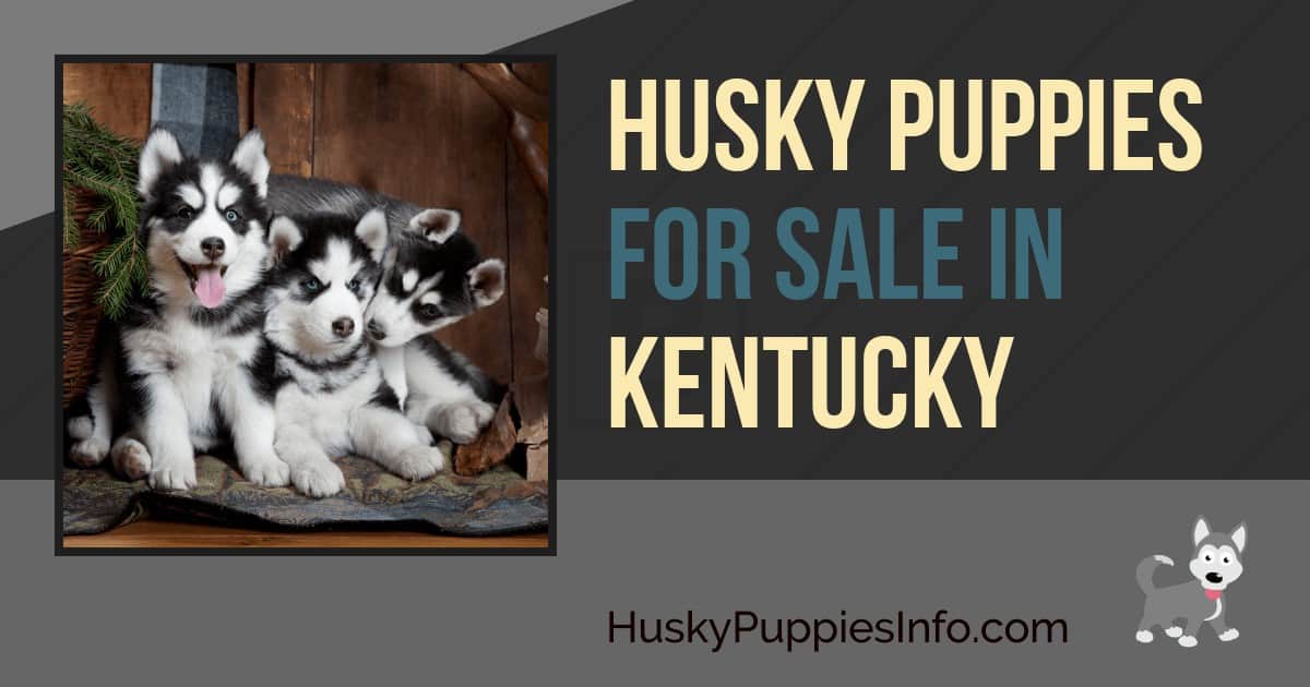 Siberian Husky Puppies For Sale In Kentucky