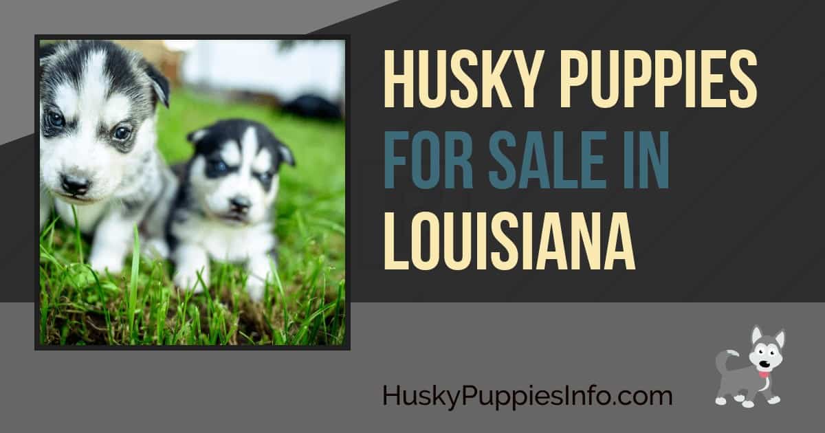 Siberian Husky Puppies For Sale In Louisiana