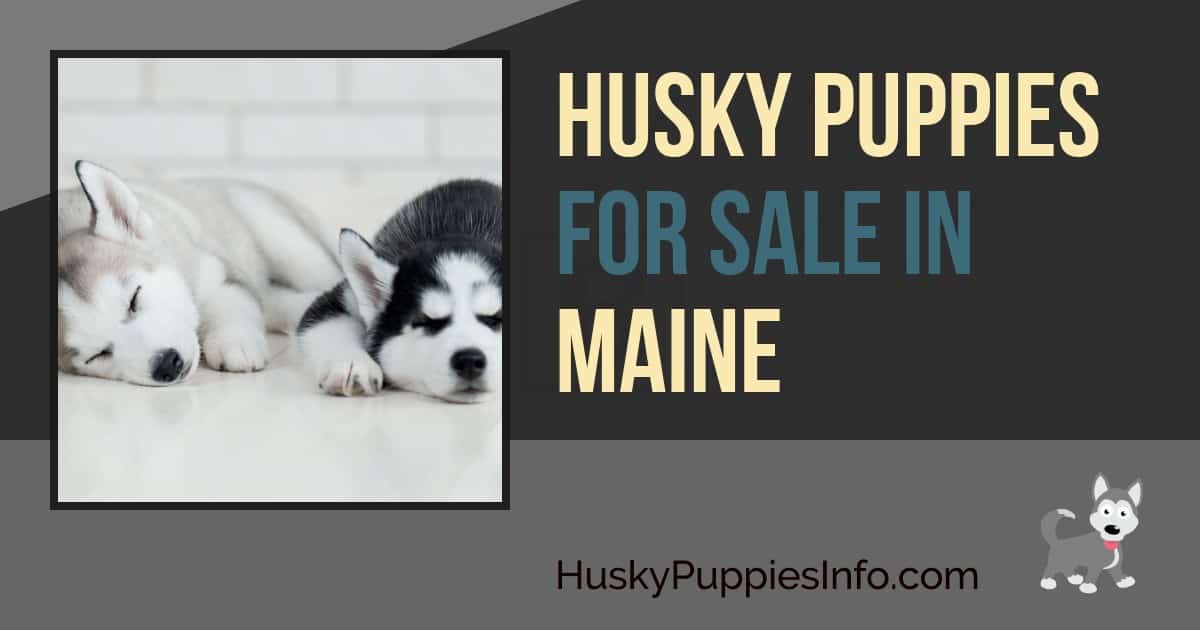 Siberian Husky Puppies For Sale In Maine