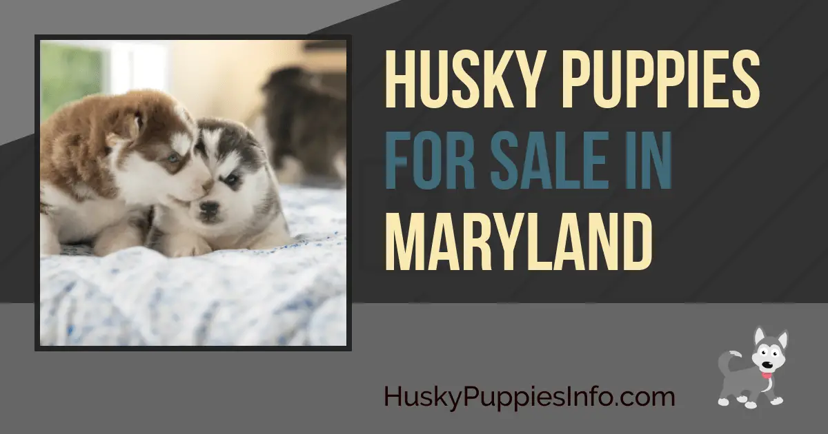 Siberian Husky Puppies For Sale In Maryland