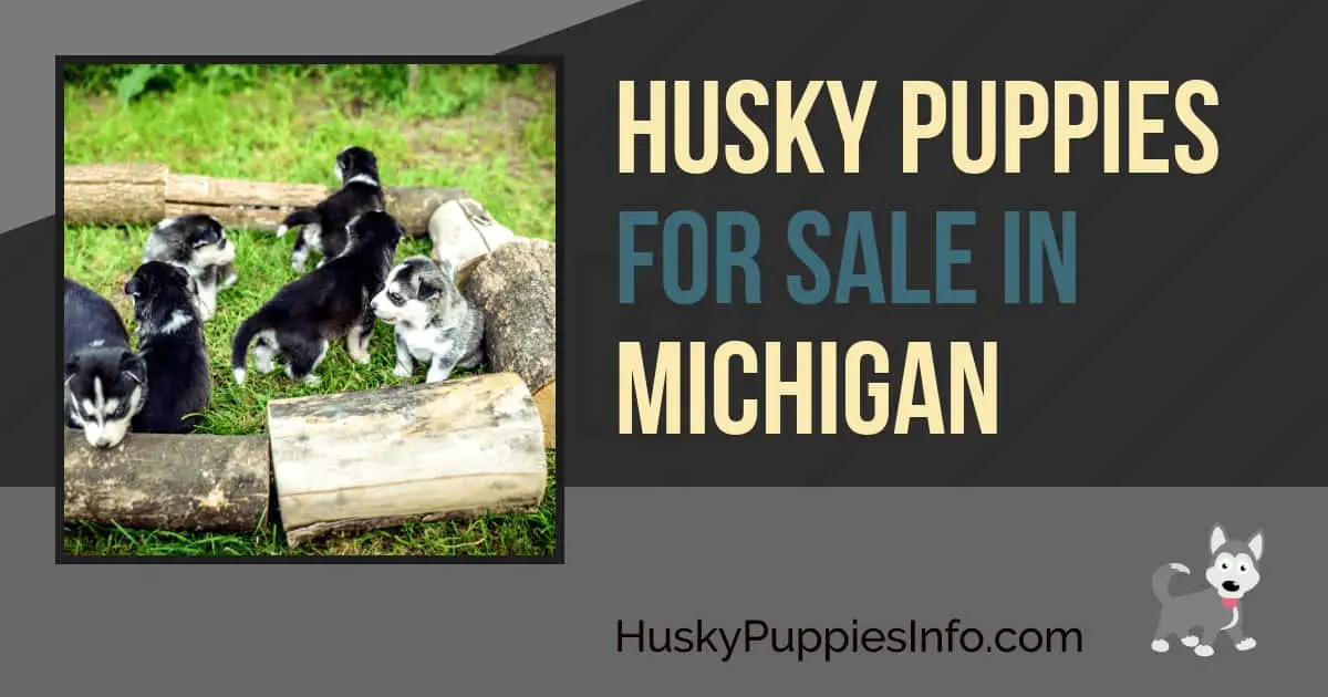 Siberian Husky Puppies For Sale In Michigan