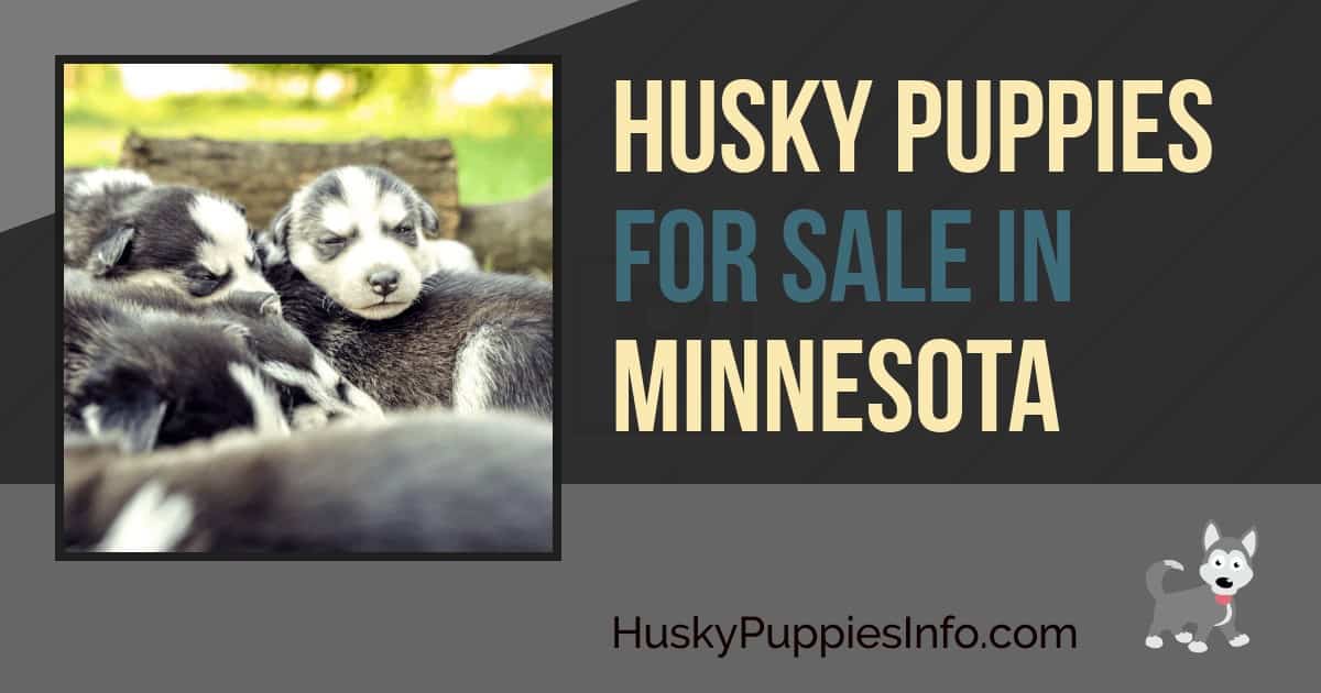 Siberian Husky Puppies For Sale In Minnesota