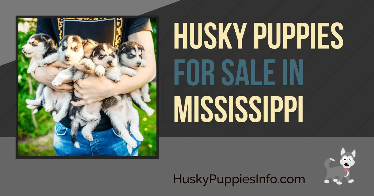 Siberian Husky Puppies For Sale In Mississippi