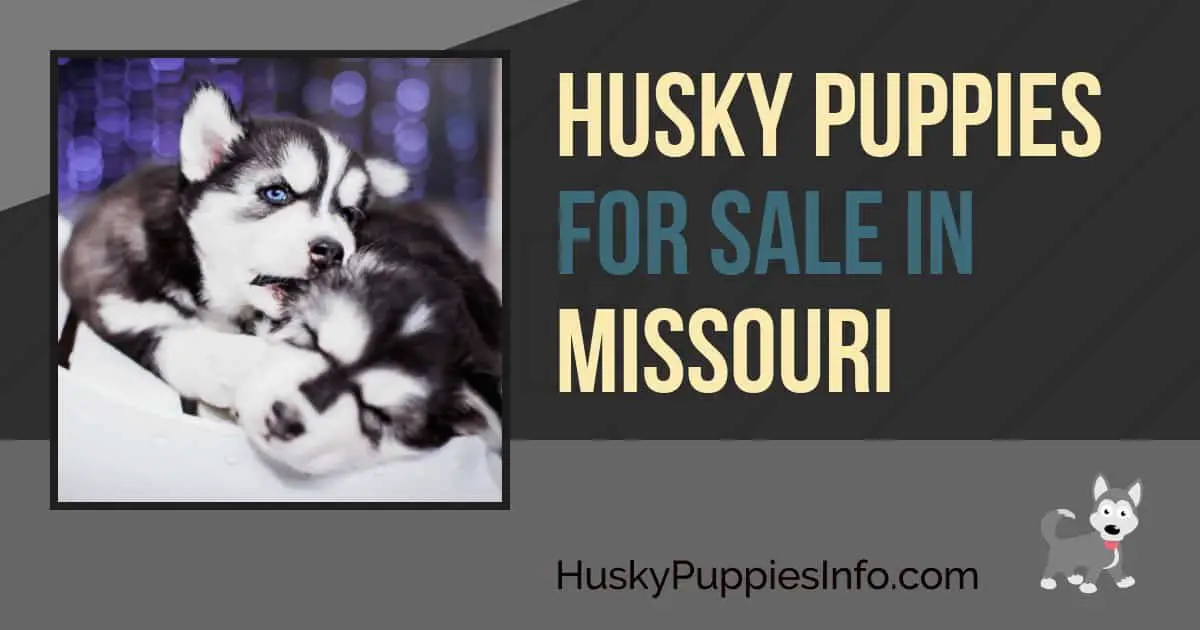 Siberian Husky Puppies For Sale In Missouri