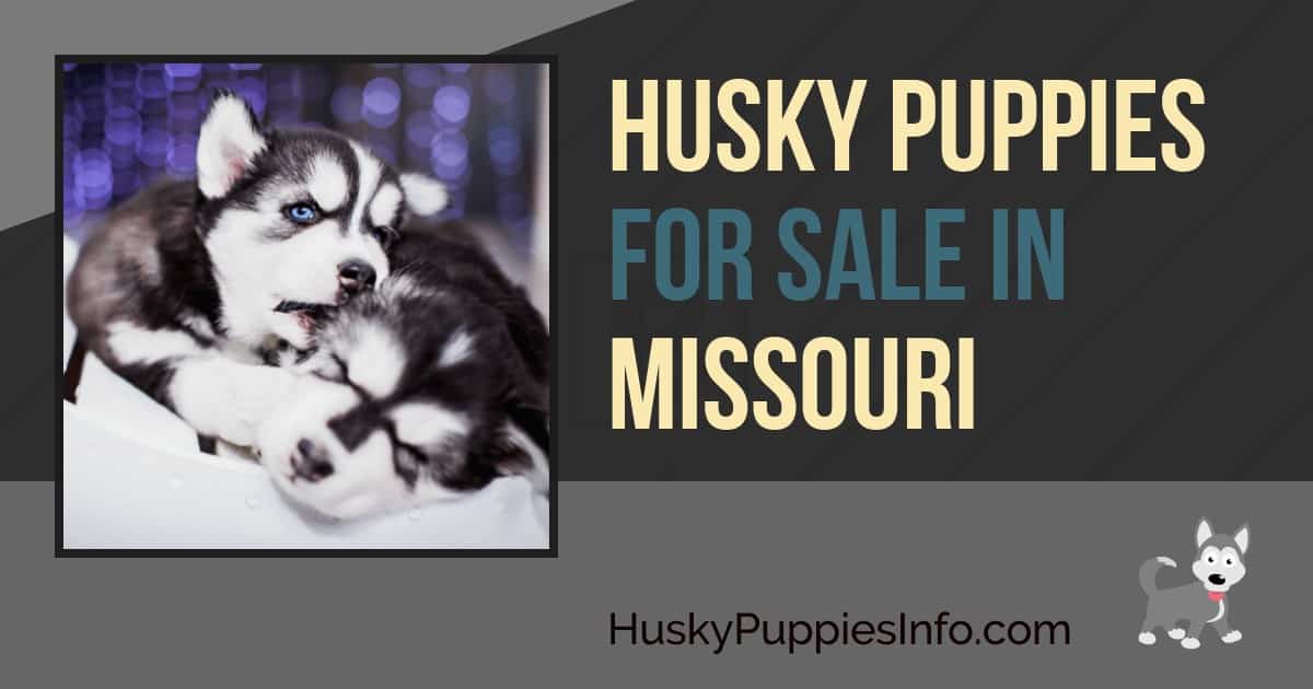 Siberian Husky Puppies For Sale In Missouri Siberian Husky Puppies For Sale In Missouri