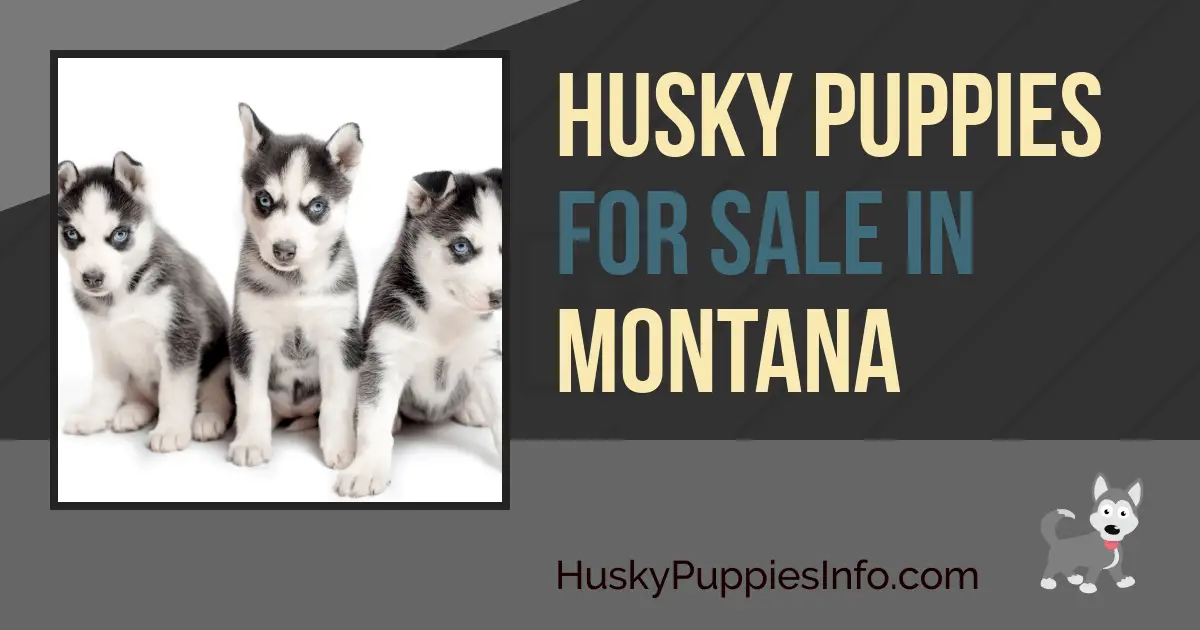 Siberian Husky Puppies For Sale In Montana