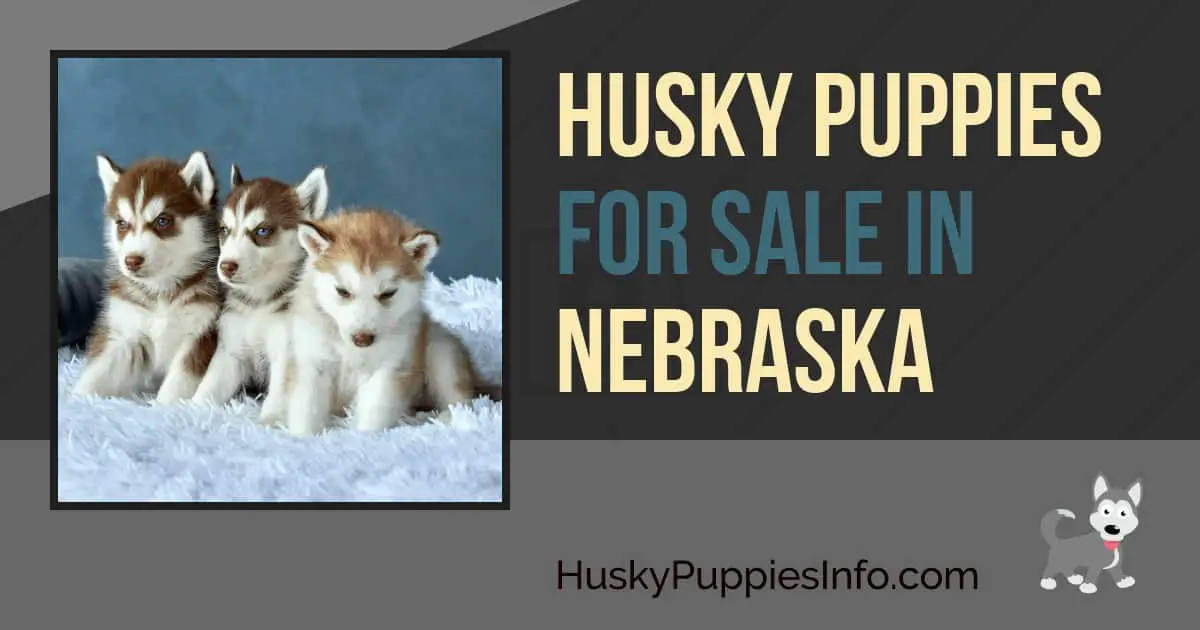 Siberian Husky Puppies For Sale In Nebraska
