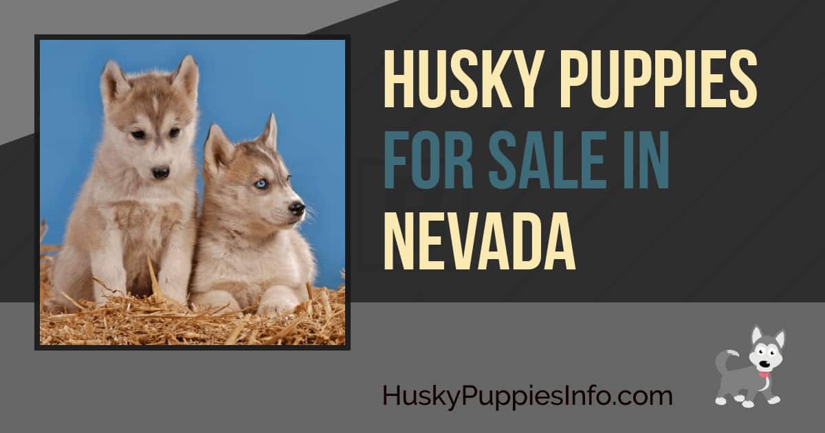 Siberian Husky Puppies For Sale In Nevada