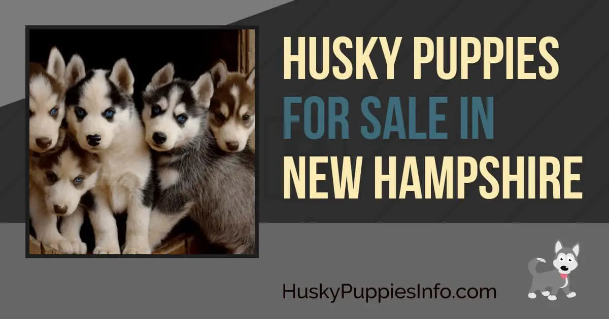 Siberian Husky Puppies For Sale In New Hampshire
