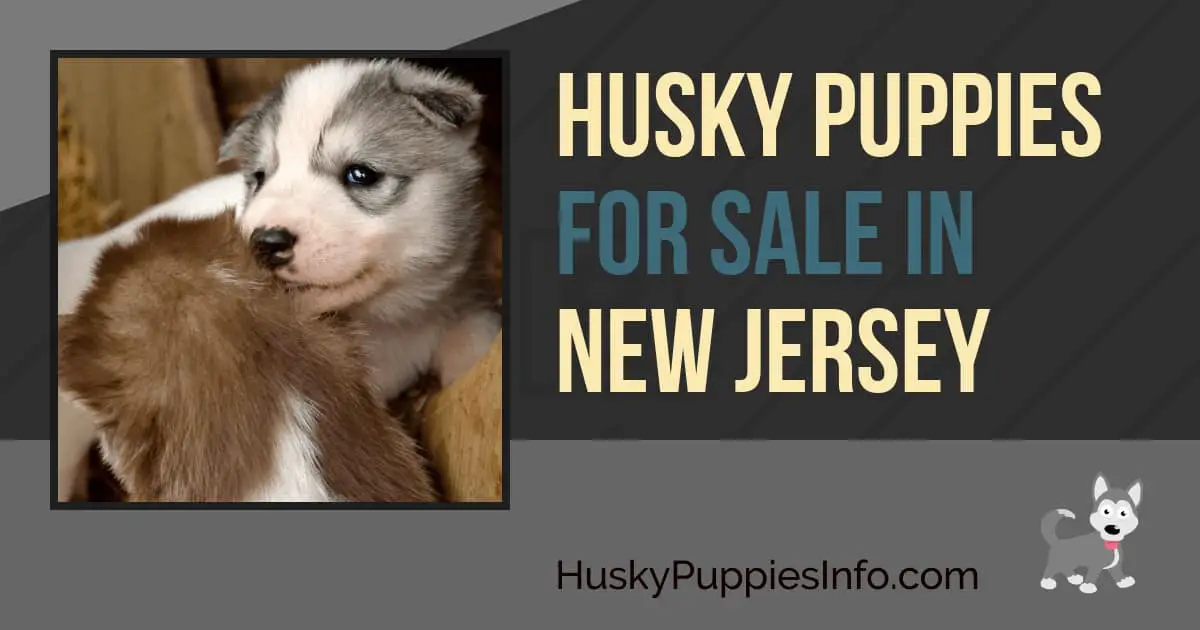 Siberian Husky Puppies For Sale In New Jersey