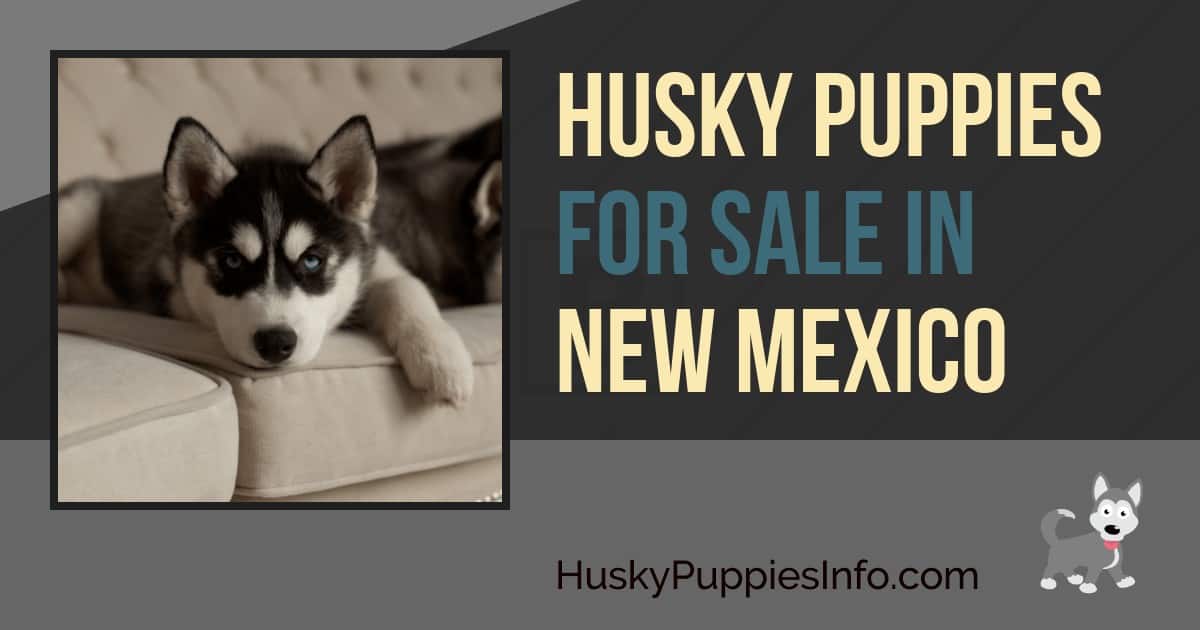 Siberian Husky Puppies For Sale In New Mexico