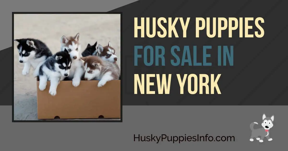 Siberian Husky Puppies For Sale In New York