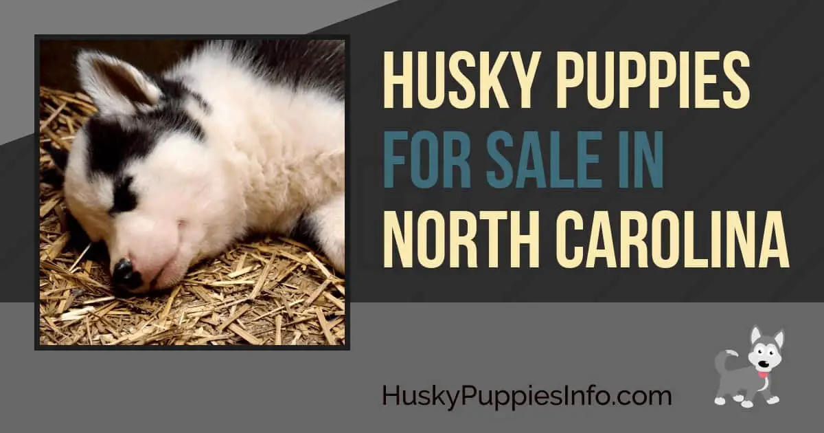 Siberian Husky Puppies For Sale In North Carolina