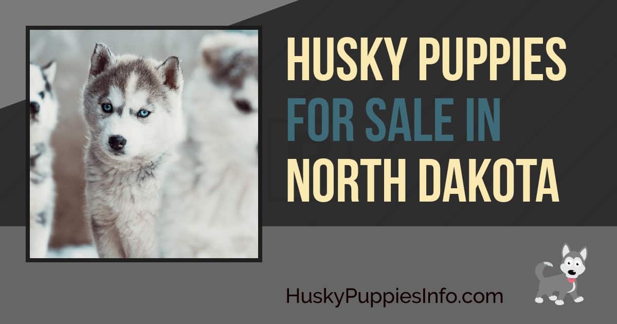 Siberian Husky Puppies For Sale In North Dakota