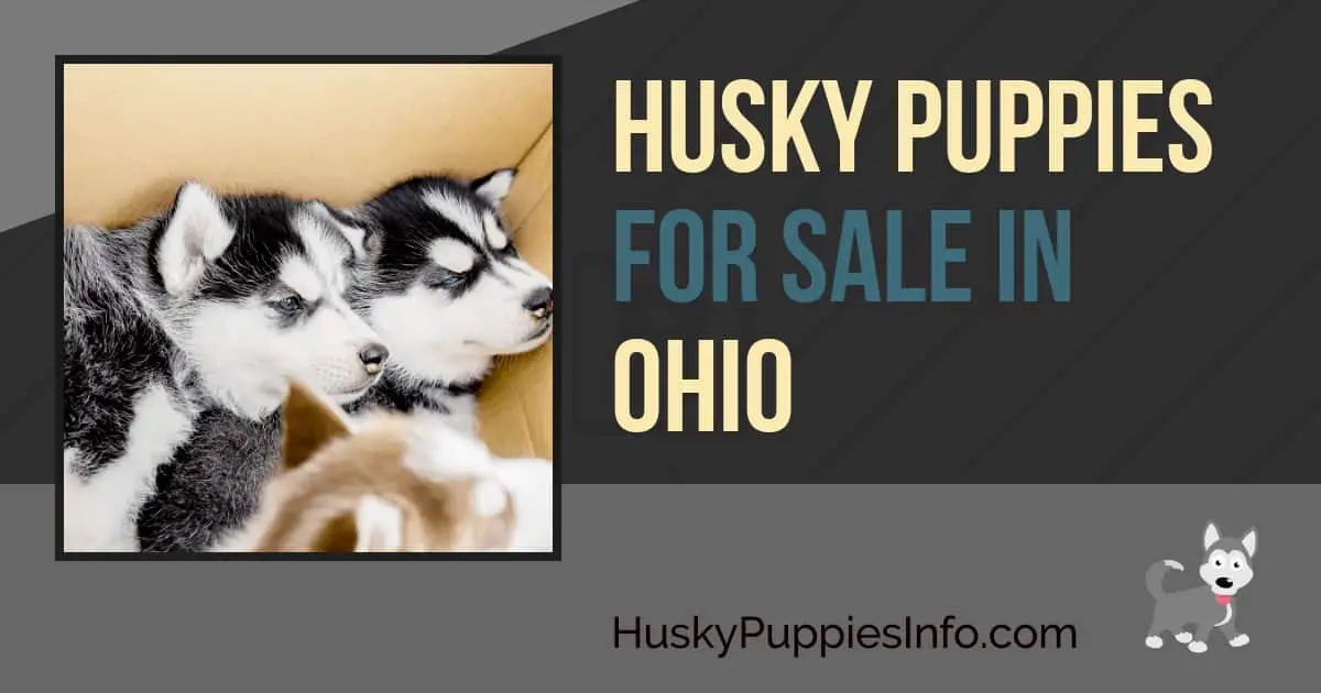 Siberian Husky Puppies For Sale and Breeders In Ohio (OH)