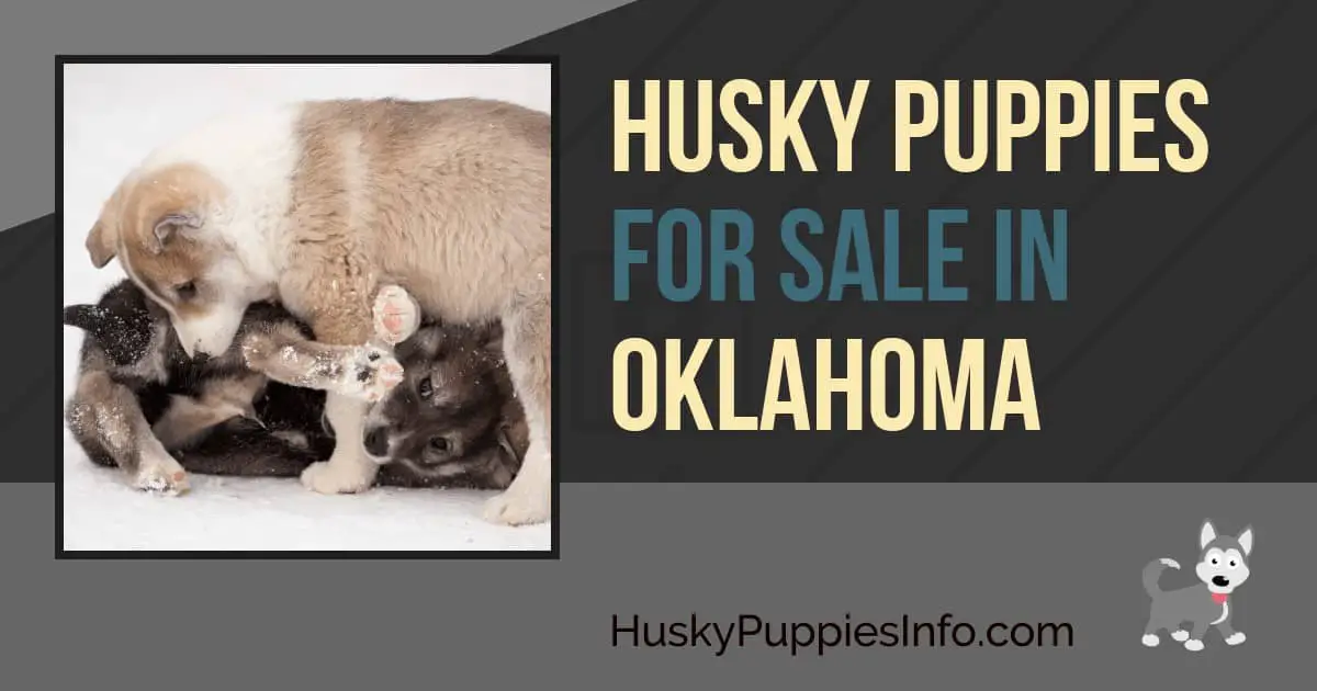 Siberian Husky Puppies For Sale In Oklahoma