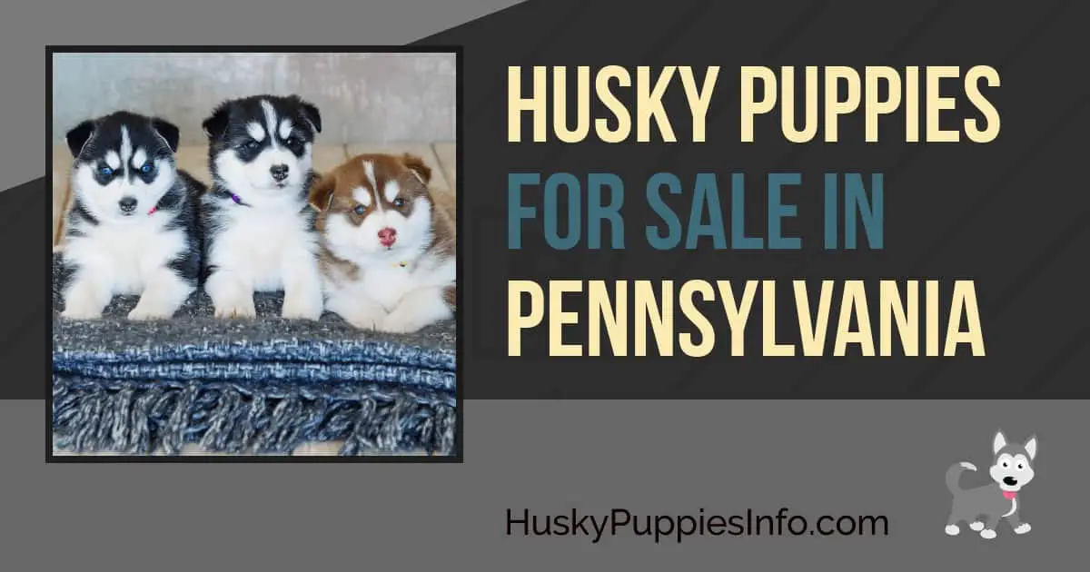 Siberian Husky Puppies For Sale In Pennsylvania