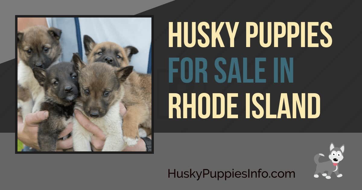 Siberian Husky Puppies For Sale In Rhode Island (RI) Siberian Husky Puppies For Sale In Rhode Island