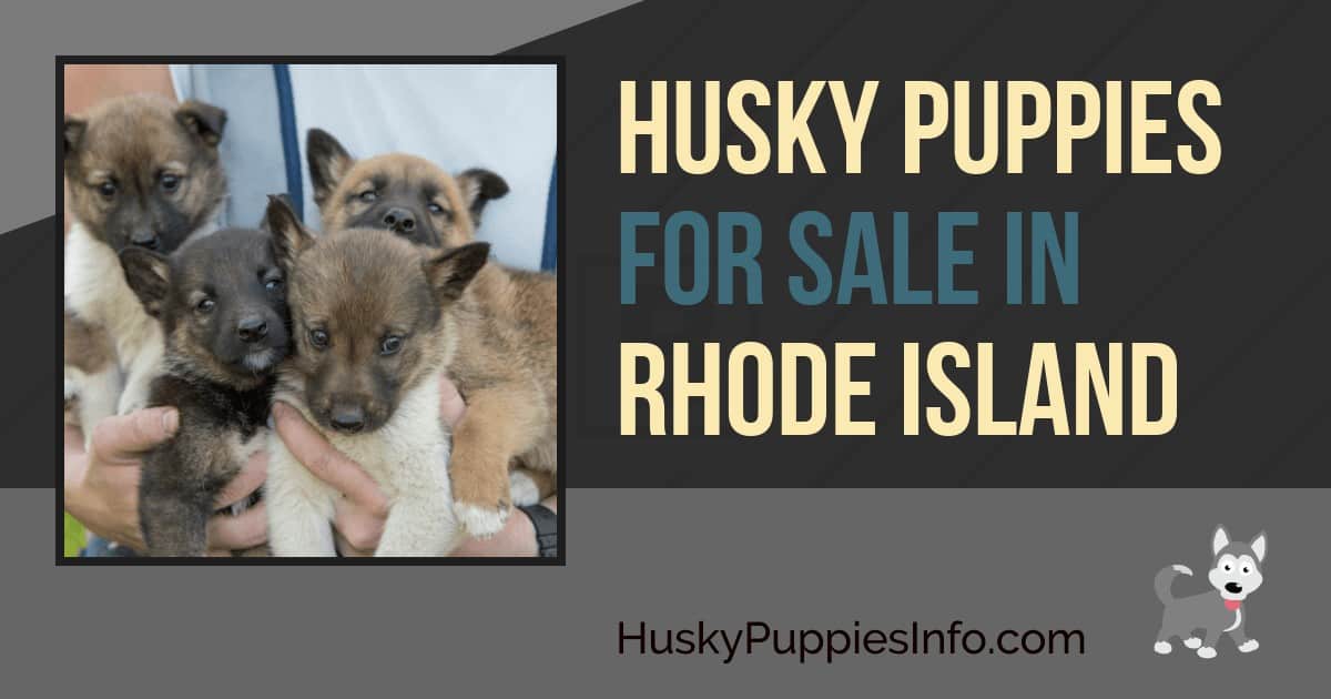 Siberian Husky Puppies For Sale In Rhode Island