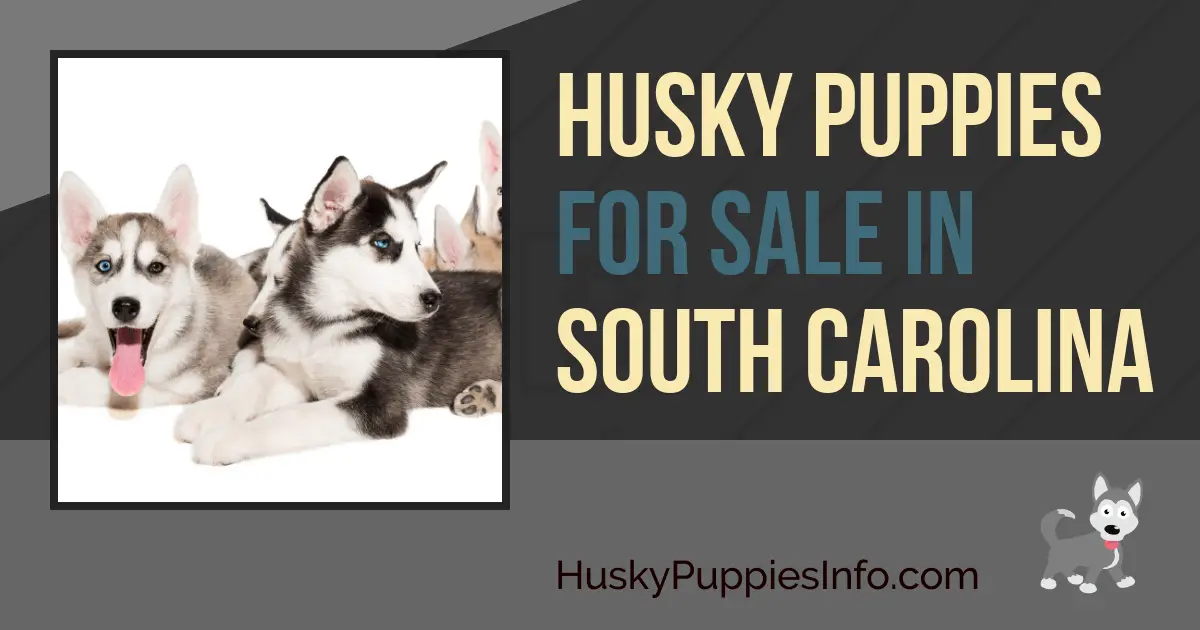 Siberian Husky Puppies For Sale In South Carolina