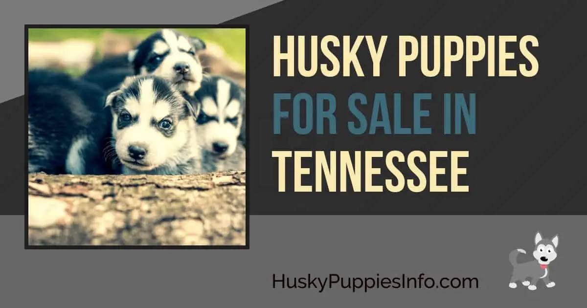 Siberian Husky Puppies For Sale In Tennessee