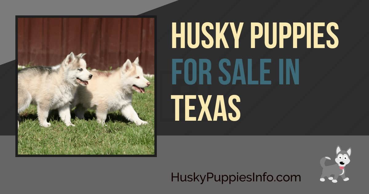 Siberian Husky Puppies For Sale In Texas