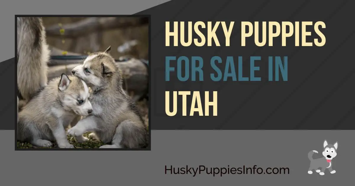 Siberian Husky Puppies For Sale In Utah
