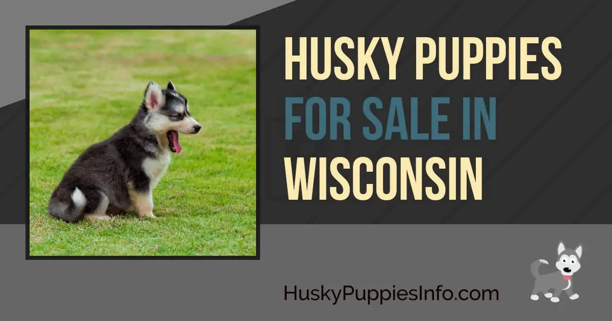 Siberian Husky Puppies For Sale In Wisconsin