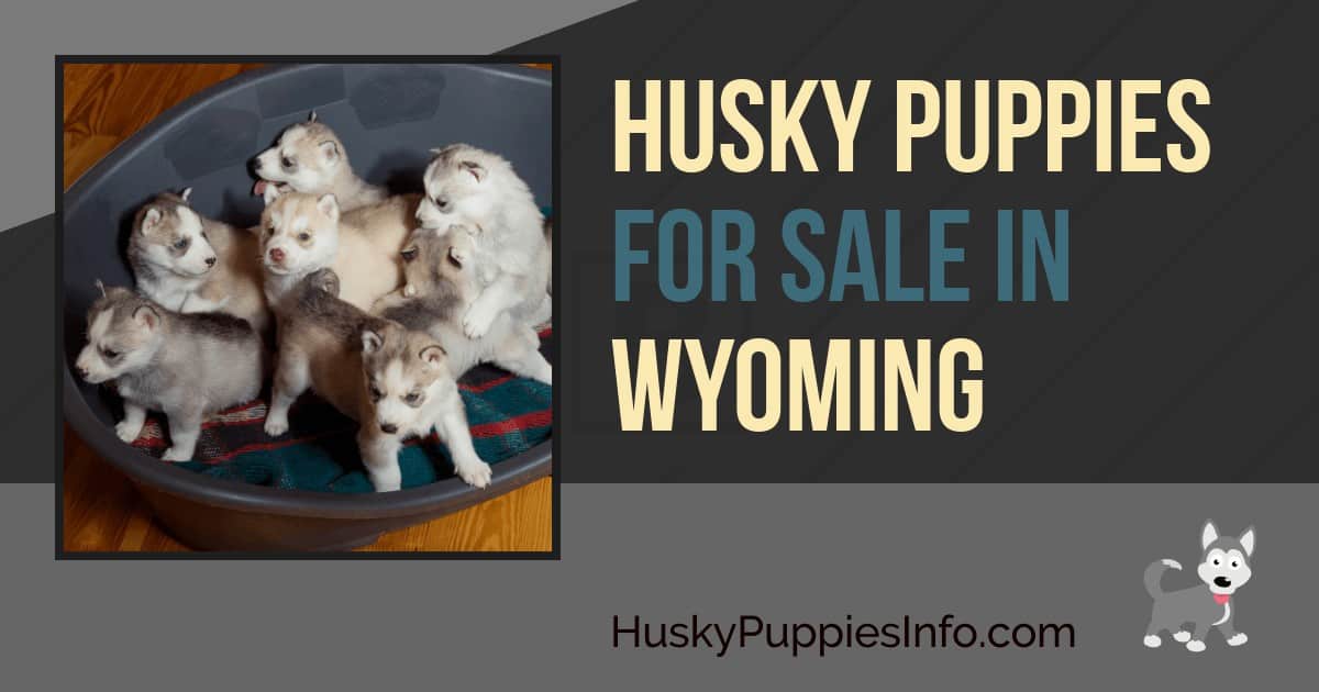 Siberian Husky Puppies For Sale In Wyoming