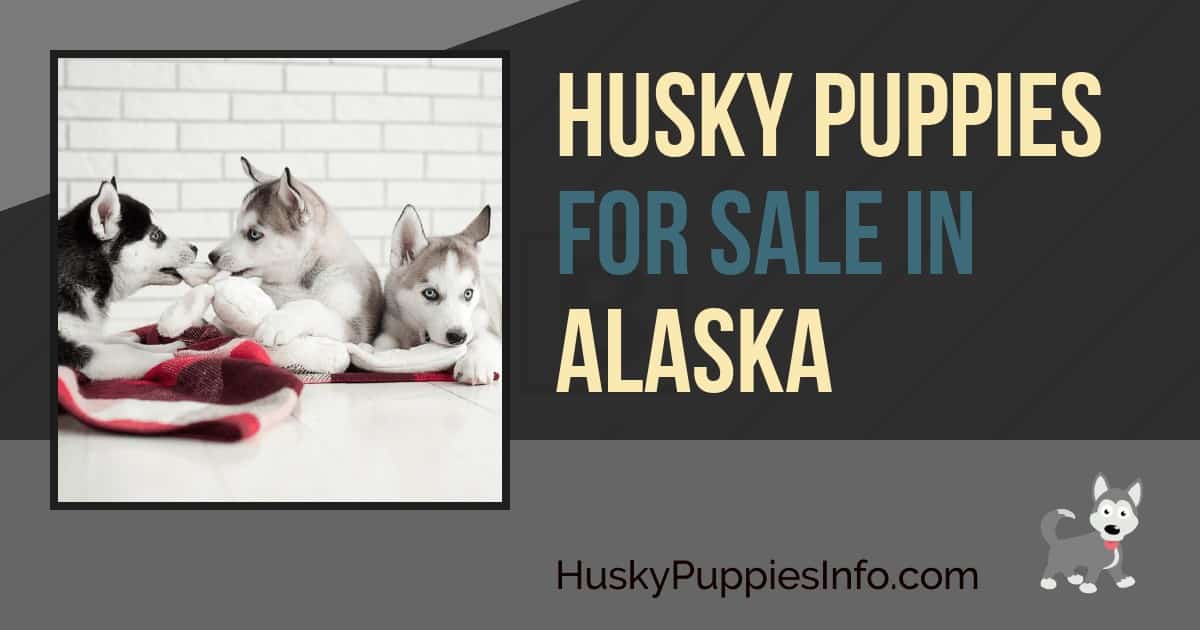 Siberian Husky Puppies For Sale in Alaska