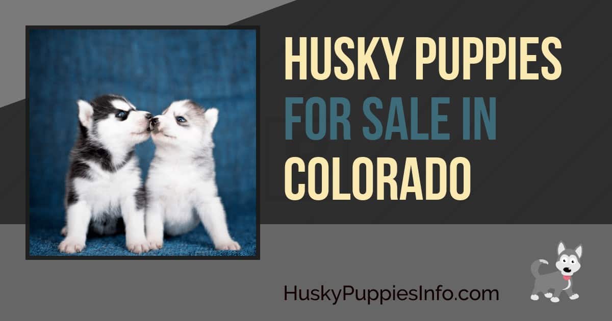 Siberian Husky Puppies For Sale in Colorado