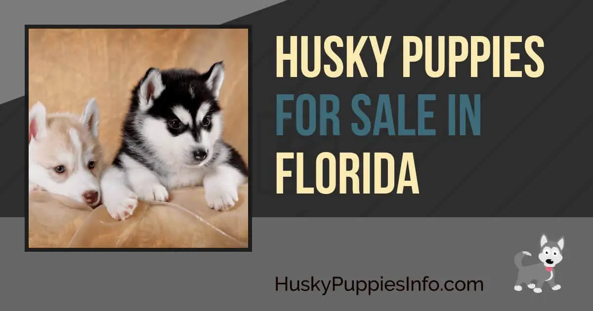 Siberian Husky Puppies For Sale in Florida