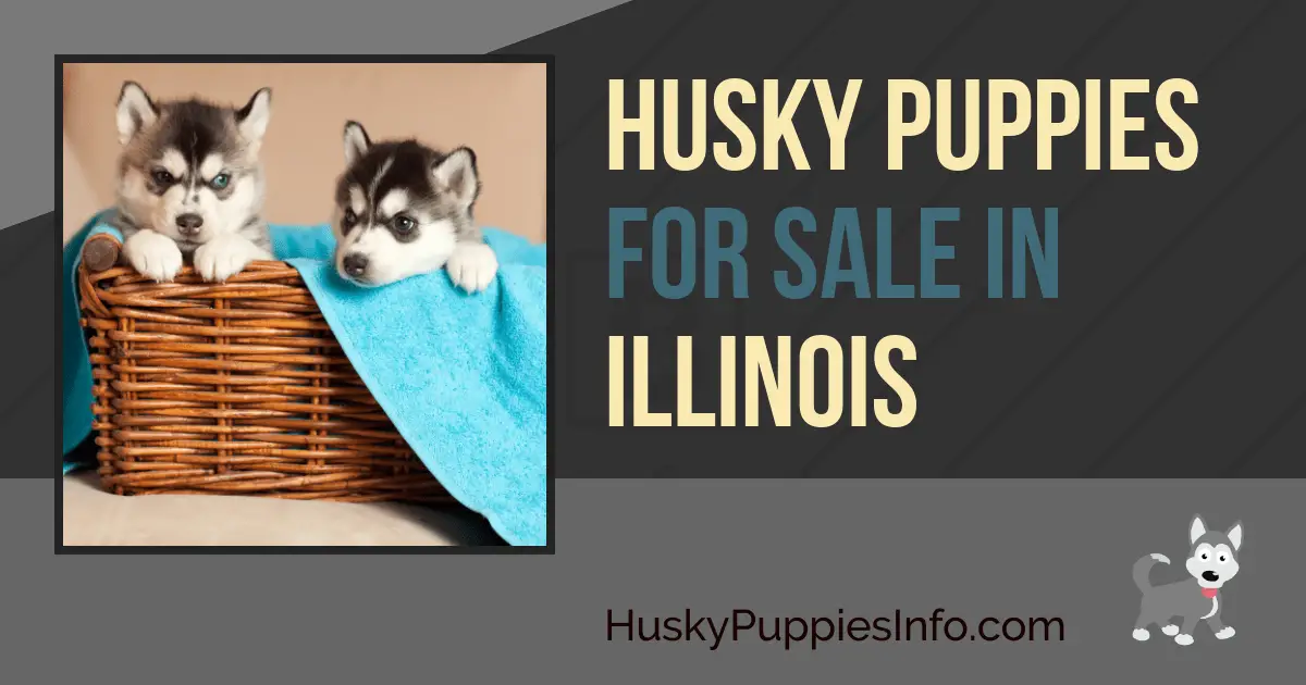 Siberian Husky Puppies For Sale in Illinois