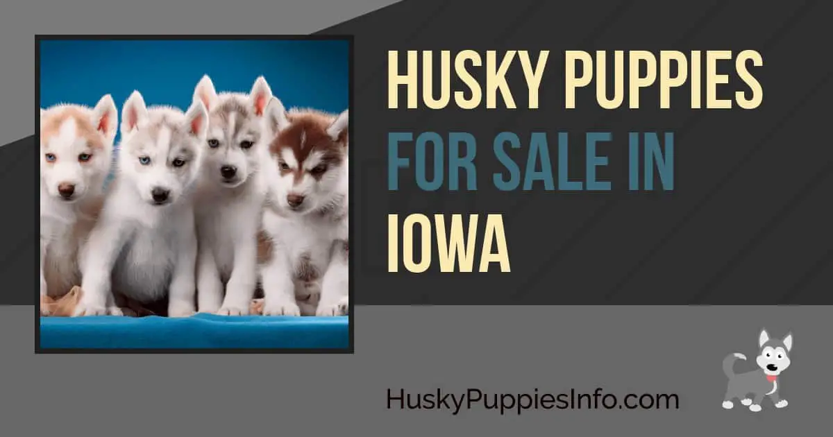 Siberian Husky Puppies For Sale in Iowa