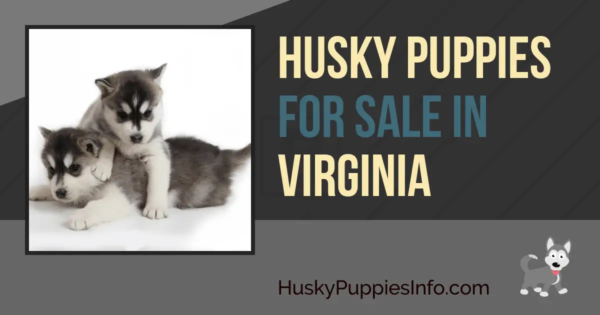 Siberian Husky Puppies For Sale in Virginia