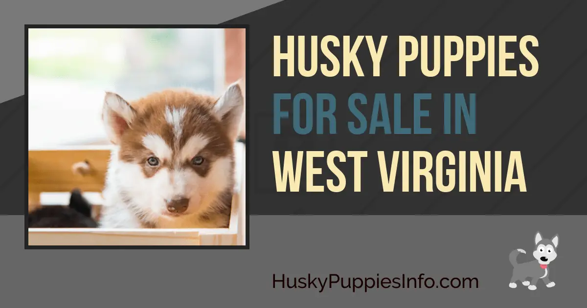 Siberian Husky Puppies For Sale in West Virginia