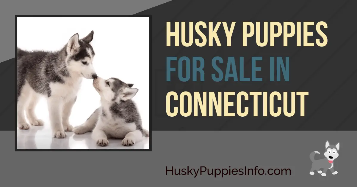 Siberian Husky Puppies for Sale in Connecticut