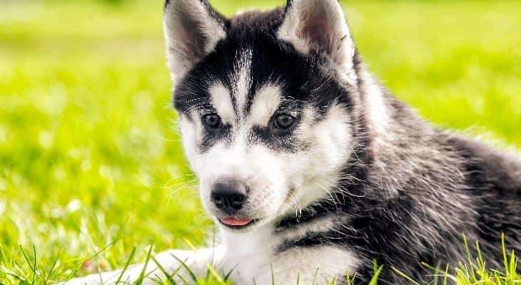 How To Potty Train A Husky