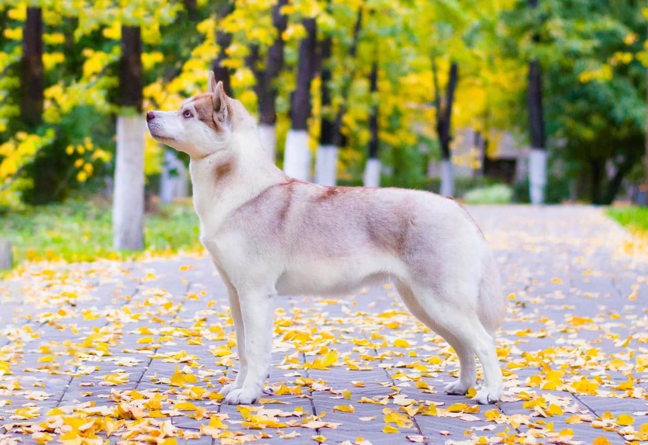 Red coat Husky
